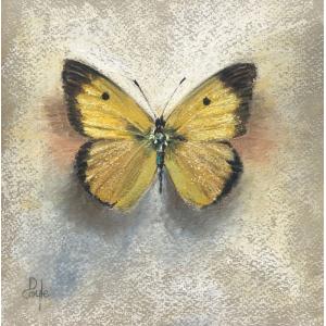 Clouded Yellow (SOLD)
